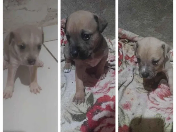 Cachorro raça SRD-ViraLata idade Abaixo de 2 meses nome Sem Nomes