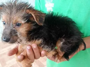 Cachorro raça SRD-ViraLata idade 2 a 6 meses nome pretinha