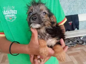 Cachorro raça SRD-ViraLata idade 2 a 6 meses nome menina