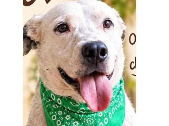 Cachorro raça SRD-ViraLata idade 1 ano nome Apolo