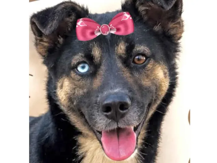 Cachorro raça SRD-ViraLata idade 7 a 11 meses nome Kiara