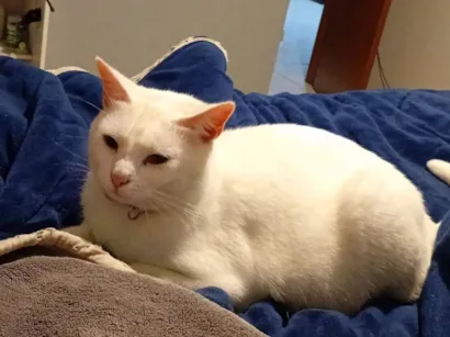 Gato raça SRD-ViraLata idade 2 anos nome Marrie
