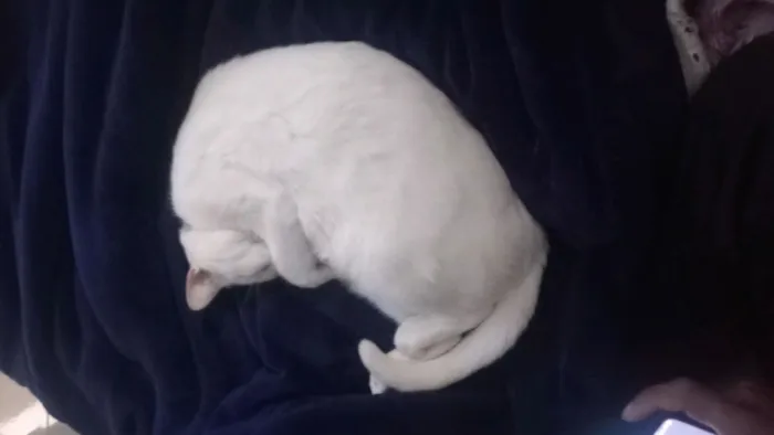 Gato raça SRD-ViraLata idade 2 anos nome Marrie