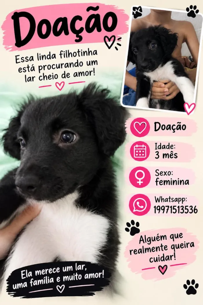 Cachorro raça SRD-ViraLata idade 2 a 6 meses nome malu
