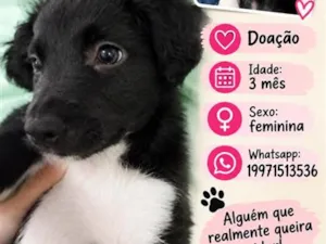 Cachorro raça SRD-ViraLata idade 2 a 6 meses nome malu