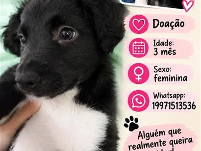 Cachorro raça SRD-ViraLata idade 2 a 6 meses nome malu