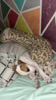 Snoopy