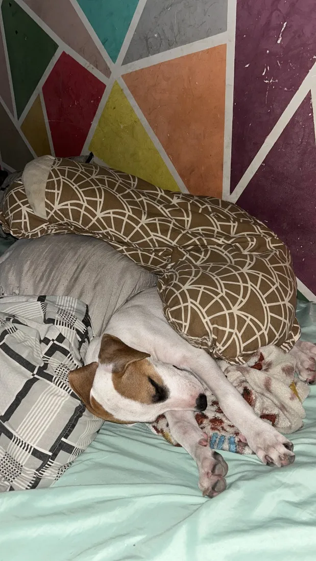 Cachorro raça SRD-ViraLata idade 2 a 6 meses nome Snoopy