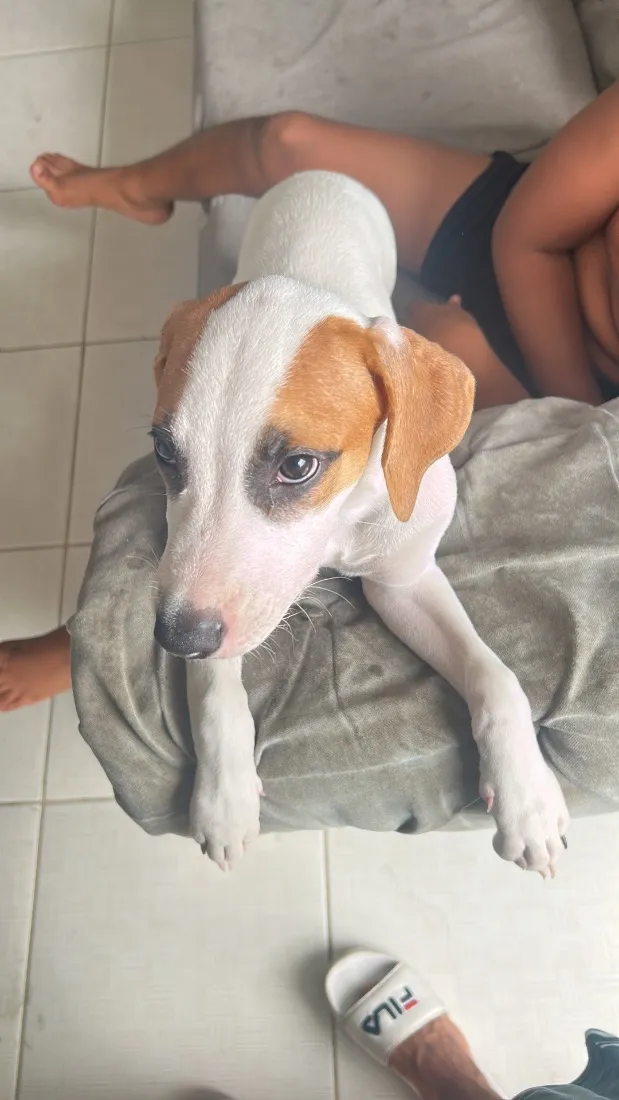 Cachorro raça SRD-ViraLata idade 2 a 6 meses nome Snoopy