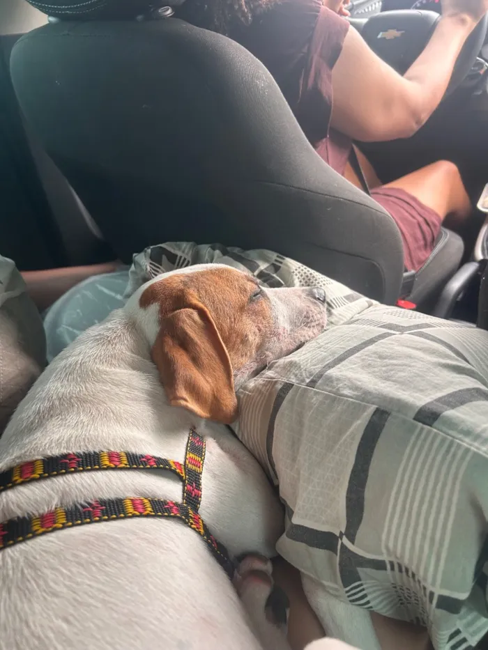 Cachorro raça SRD-ViraLata idade 2 a 6 meses nome Snoopy