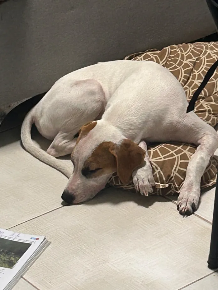 Cachorro raça SRD-ViraLata idade 2 a 6 meses nome Snoopy