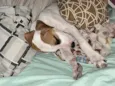 Snoopy