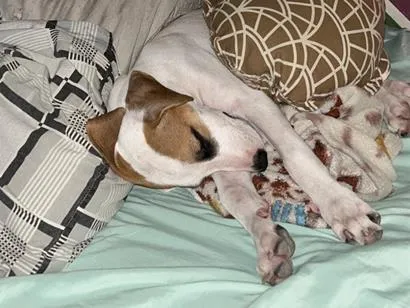 Cachorro raça SRD-ViraLata idade 2 a 6 meses nome Snoopy