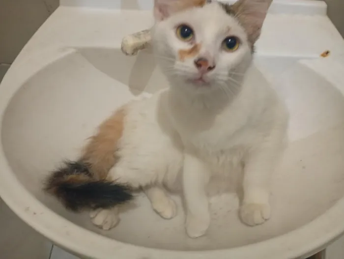 Gato raça SRD-ViraLata idade 2 a 6 meses nome lia mia 
