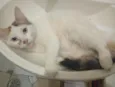 lia mia 