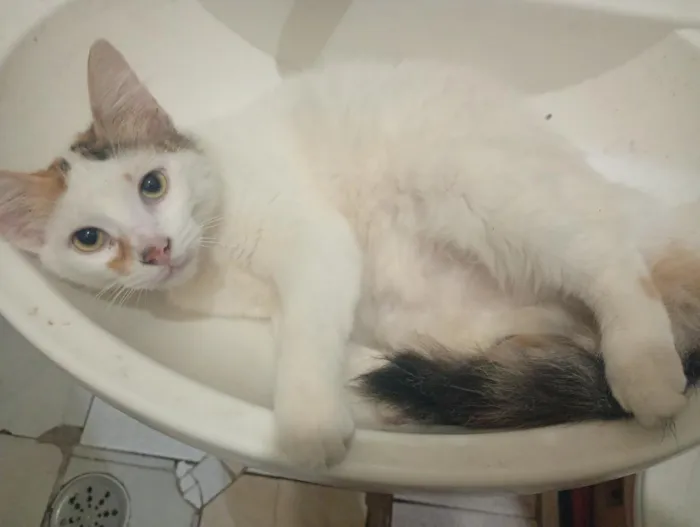 Gato raça SRD-ViraLata idade 2 a 6 meses nome lia mia 
