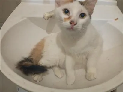 Gato raça SRD-ViraLata idade 2 a 6 meses nome lia mia 