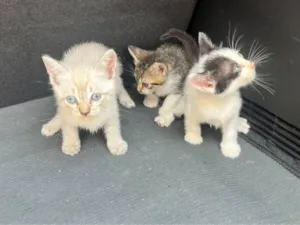 Gato raça SRD-ViraLata idade Abaixo de 2 meses nome Gato