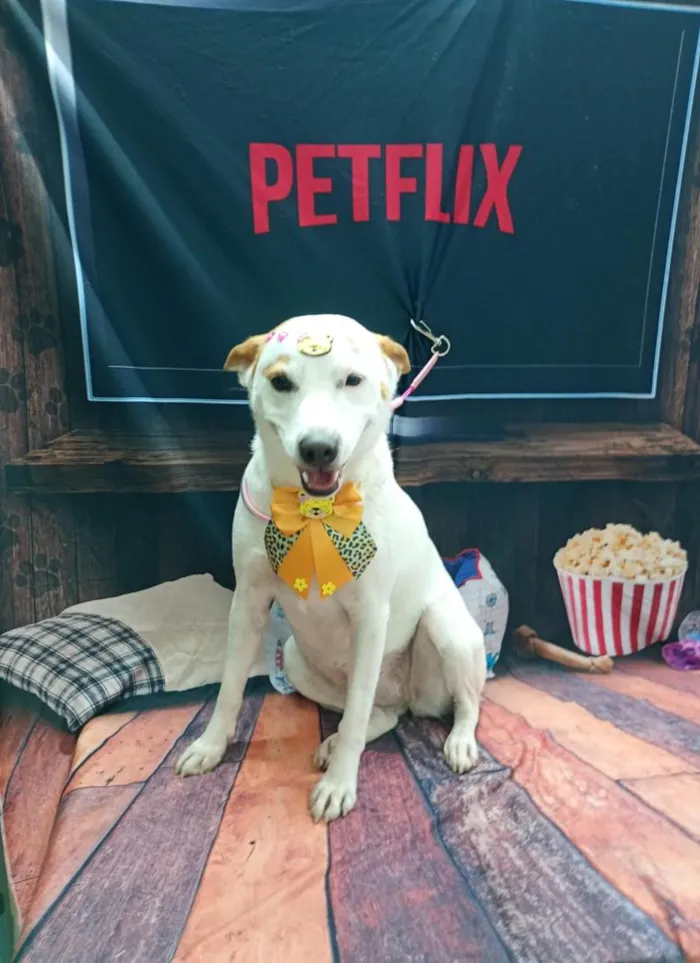 Cachorro raça SRD-ViraLata idade 2 anos nome mel