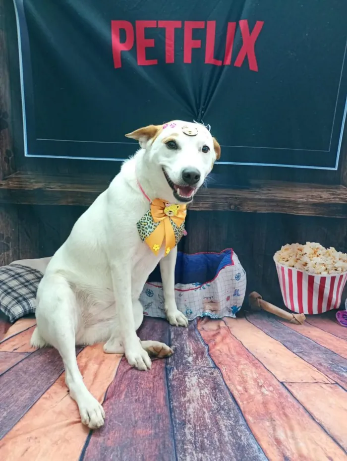 Cachorro raça SRD-ViraLata idade 2 anos nome mel