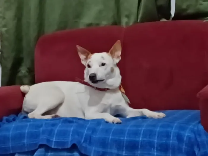 Cachorro raça SRD-ViraLata idade 2 anos nome mel