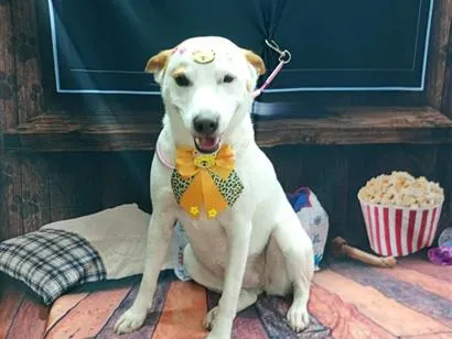Cachorro raça SRD-ViraLata idade 2 anos nome mel