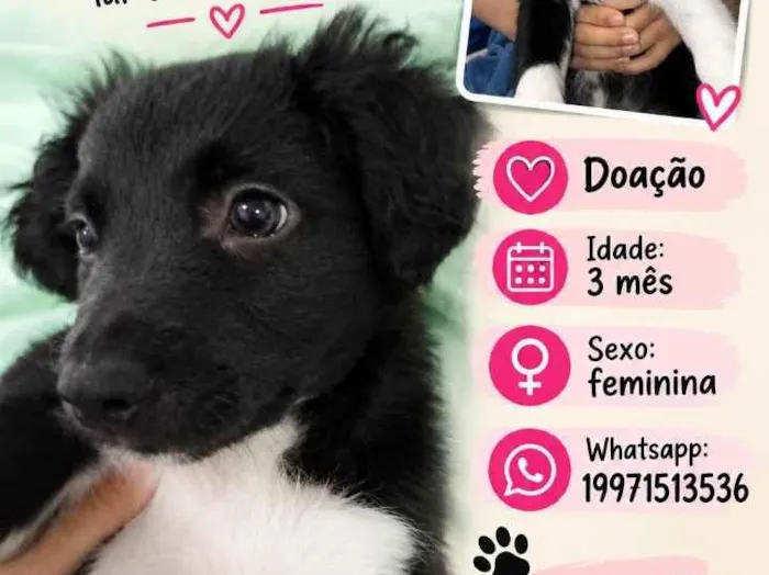 Cachorro raça SRD-ViraLata idade 2 a 6 meses nome malu