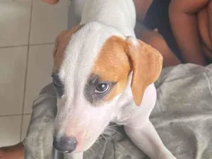 Cachorro raça SRD-ViraLata idade 2 a 6 meses nome Snoopy