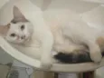 lia mia 
