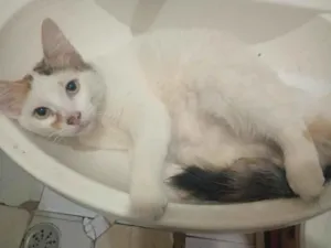 Gato raça SRD-ViraLata idade 2 a 6 meses nome lia mia 