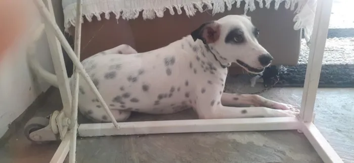 Cachorro raça SRD-ViraLata idade 7 a 11 meses nome Pintada