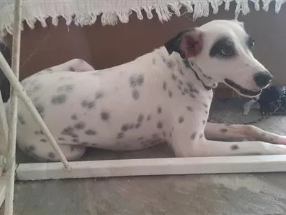 Cachorro raça SRD-ViraLata idade 7 a 11 meses nome Pintada