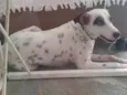 Pintada