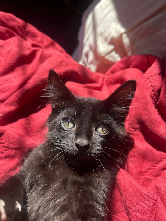 Gato raça SRD-ViraLata idade 2 a 6 meses nome Breu
