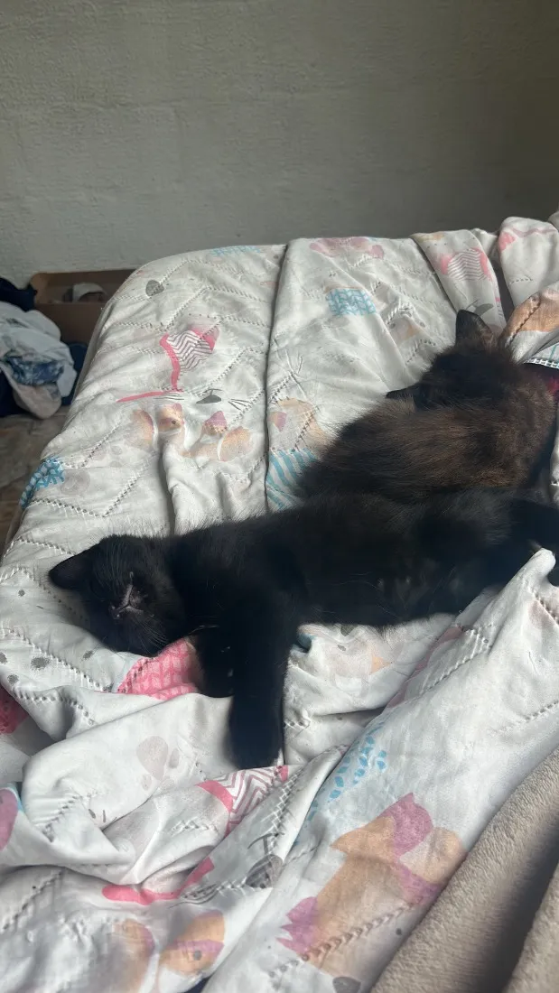 Gato raça SRD-ViraLata idade 2 a 6 meses nome Breu