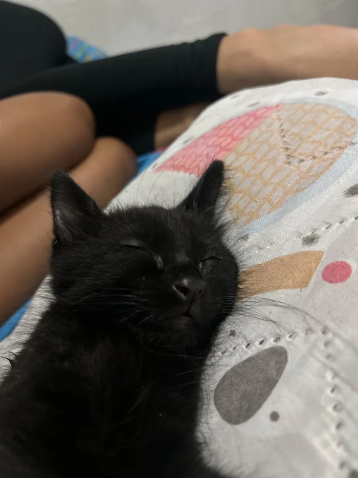 Gato raça SRD-ViraLata idade 2 a 6 meses nome Breu