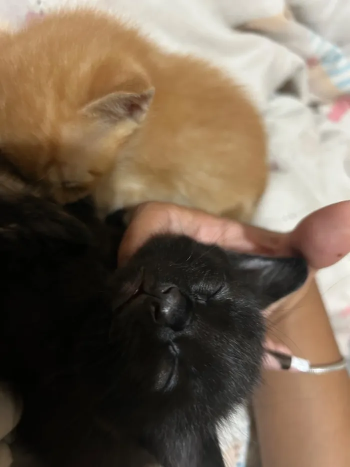 Gato raça SRD-ViraLata idade 2 a 6 meses nome Breu