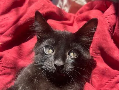 Gato raça SRD-ViraLata idade 2 a 6 meses nome Breu