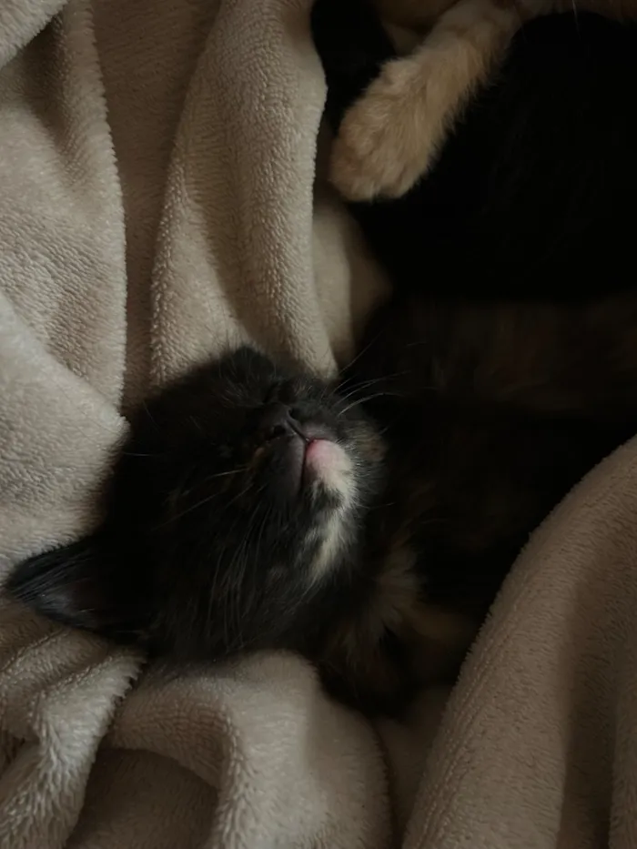 Gato raça SRD-ViraLata idade 2 a 6 meses nome Amorinha
