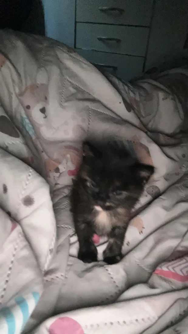 Gato raça SRD-ViraLata idade 2 a 6 meses nome Amorinha