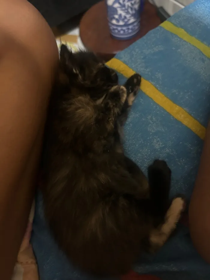 Gato raça SRD-ViraLata idade 2 a 6 meses nome Amorinha