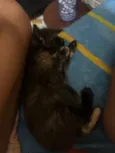 Amorinha