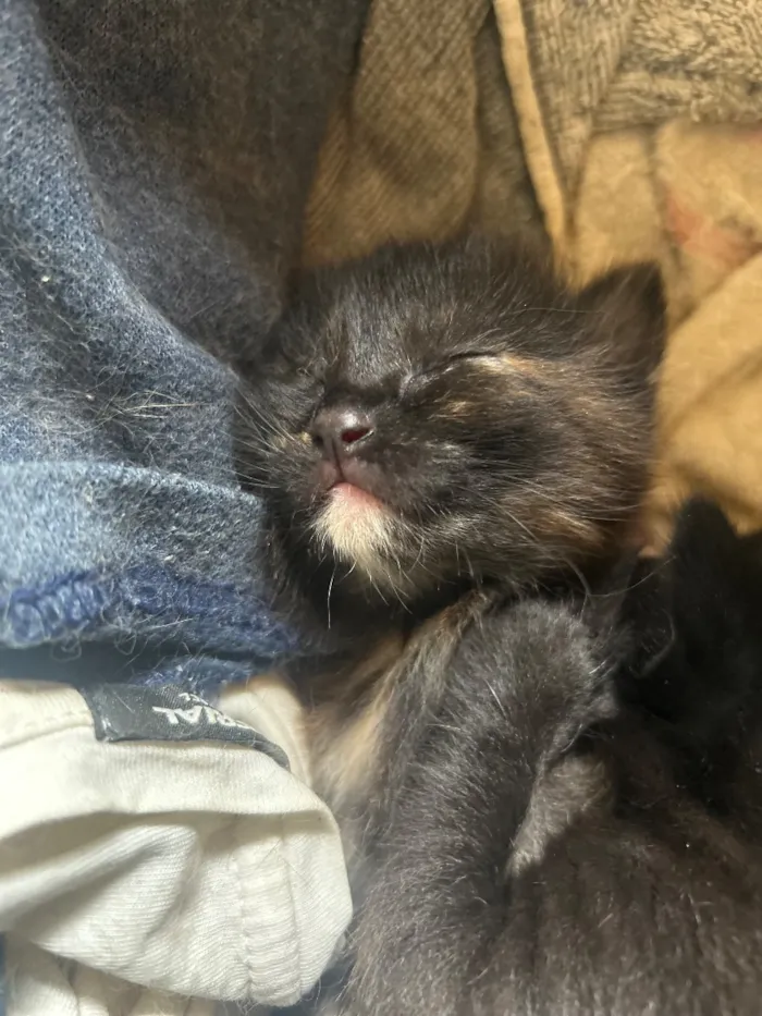 Gato raça SRD-ViraLata idade 2 a 6 meses nome Amorinha