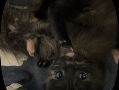 Gato raça SRD-ViraLata idade 2 a 6 meses nome Amorinha