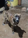 Pequenininha