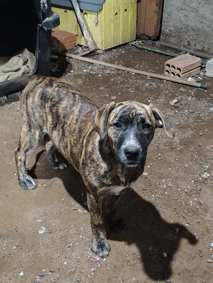 Cachorro raça Labrador idade 2 a 6 meses nome Pequenininha