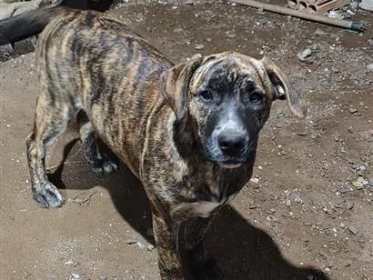 Cachorro raça Labrador idade 2 a 6 meses nome Pequenininha