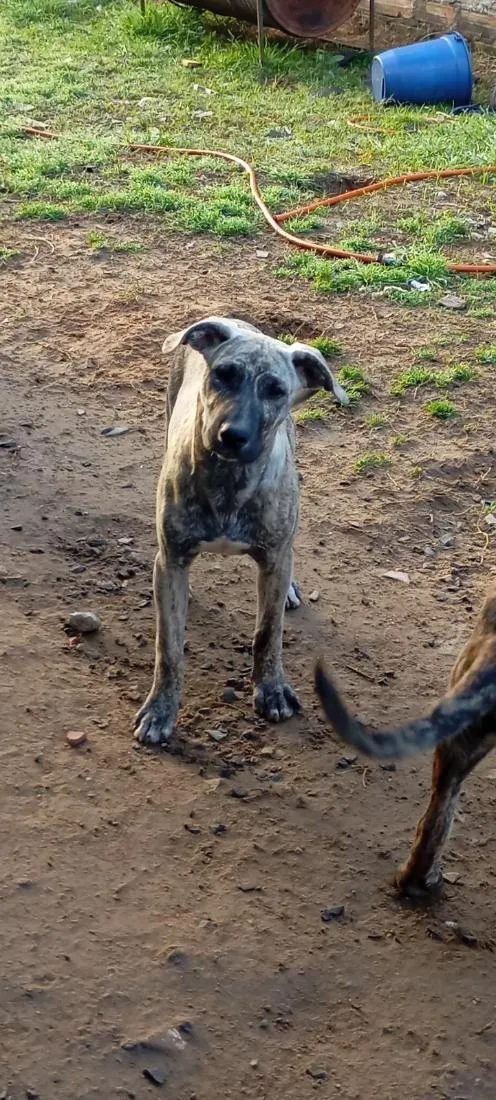 Cachorro raça Labrador idade 2 a 6 meses nome Malhado