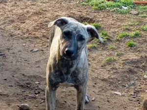 Cachorro raça Labrador idade 2 a 6 meses nome Malhado