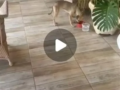Cachorro raça SRD-ViraLata idade 2 anos nome Docinha
